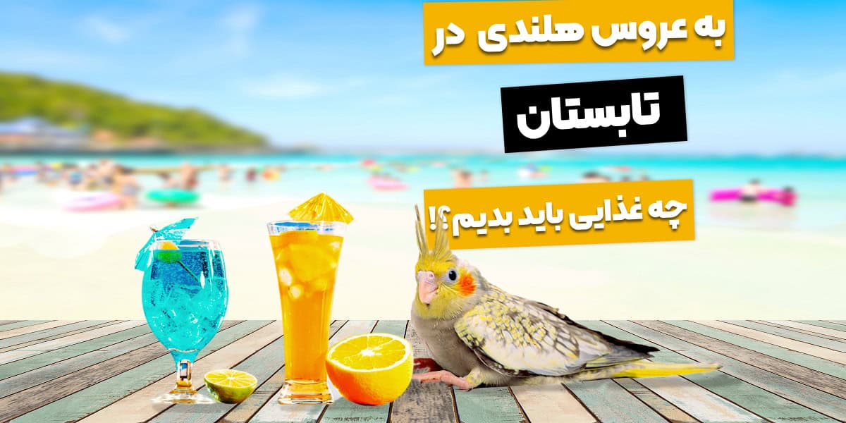 0 تا 100 غذای عروس هلندی در تابستان! چی بهش بدیم خوبه؟