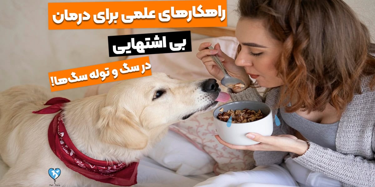 4 قدم برای درمان بی اشتهایی سگ و توله سگ