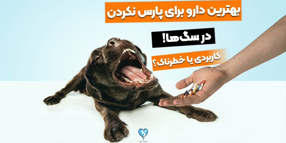 5 تا دارو برای پارس نکردن سگ! خطرناک یا کاربردی؟