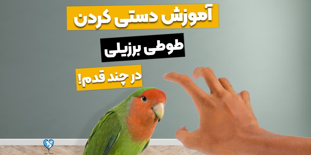 چگونه طوطی برزیلی را دستی کنیم؟ تنها در 9 قدم اهلیش کن!