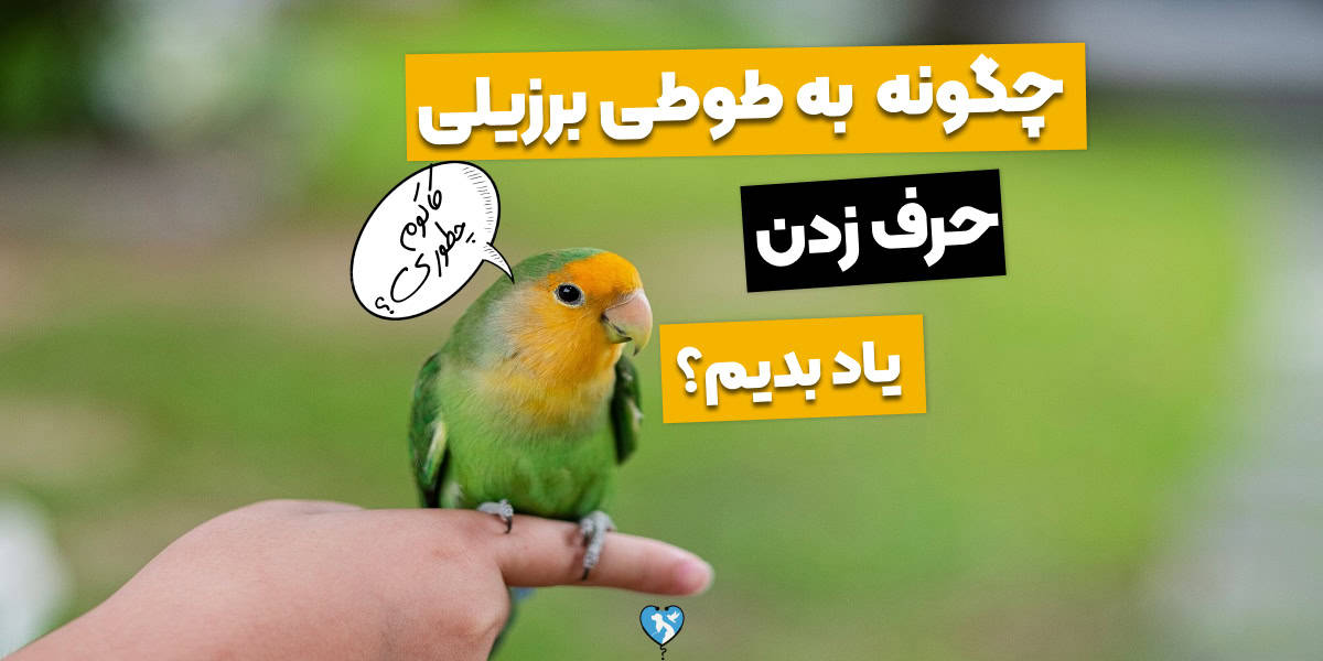 چگونه طوطی برزیلی را سخنگو کنیم؟ تو 6 قدم حرف زدن یادش بده!