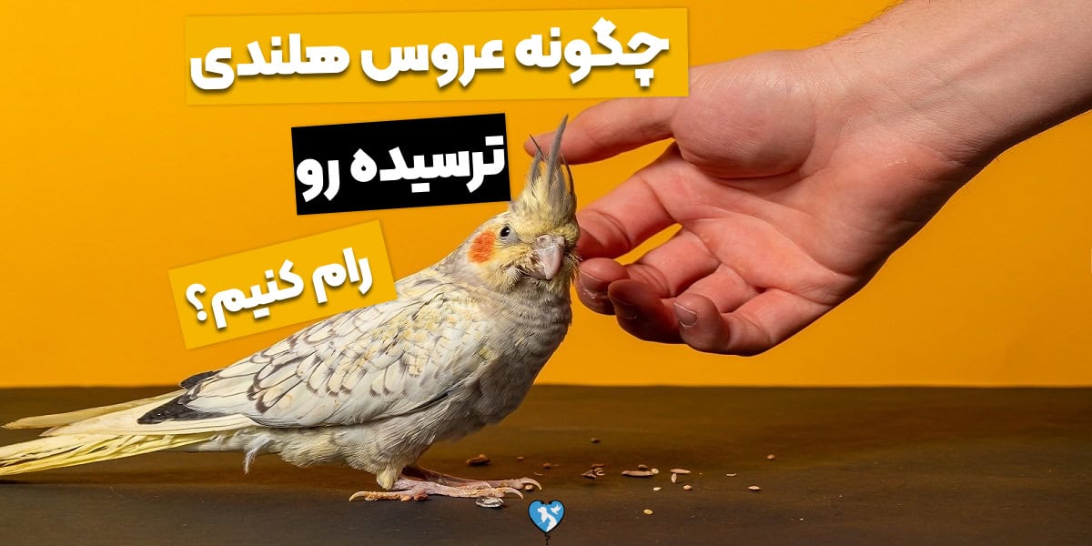 چگونه عروس هلندی ترسیده را رام کنیم؟ تنها در 5 قدم!