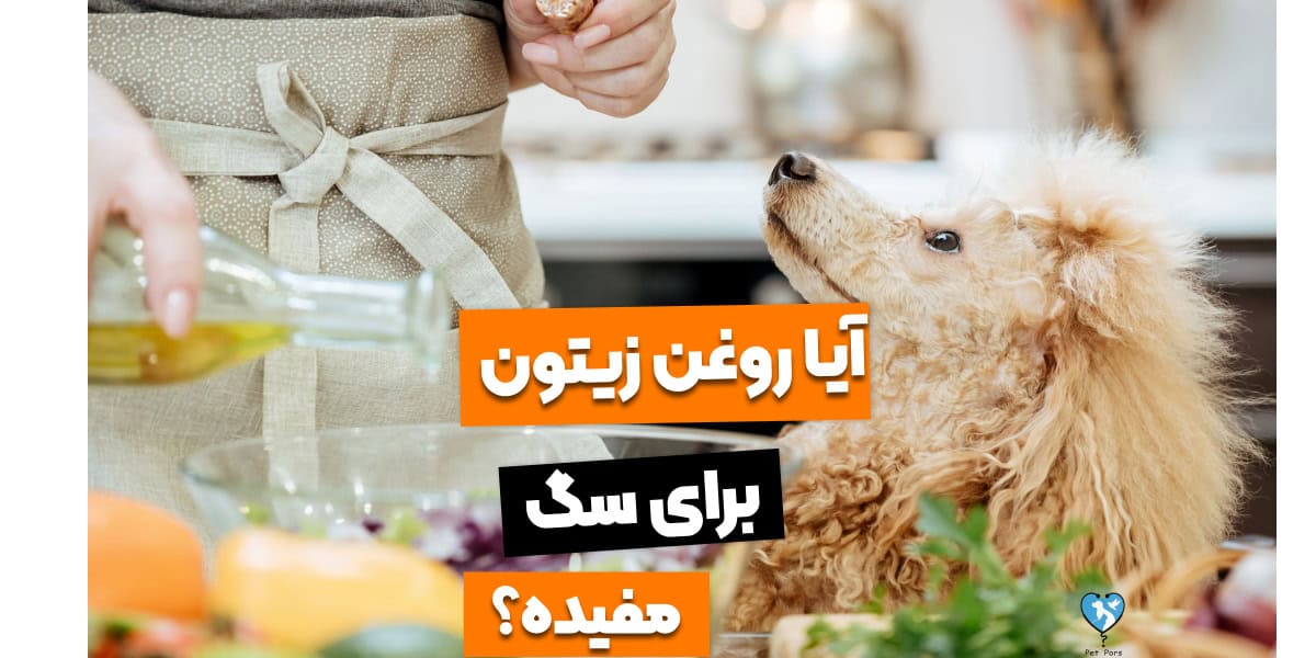 6 فایده روغن زیتون برای سگ!