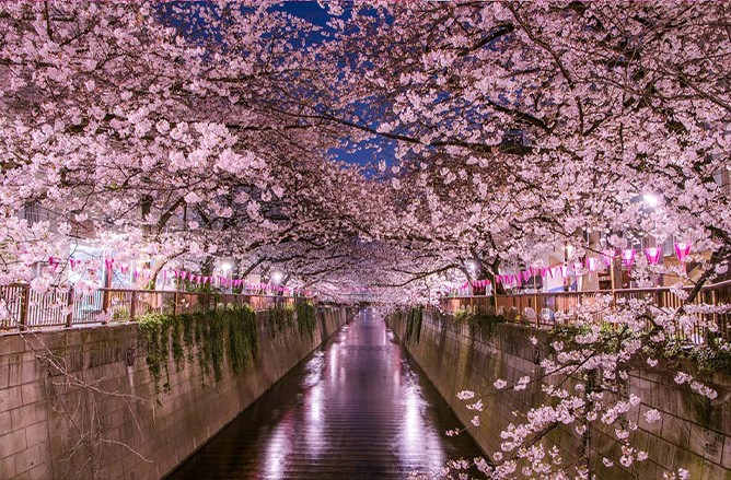 A canal with pink flowers on trees Description automatically generated with medium confidence 
