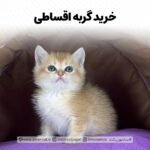 بهترین مرکز خدمات تخصصی گربه در ایران، سایمون کت