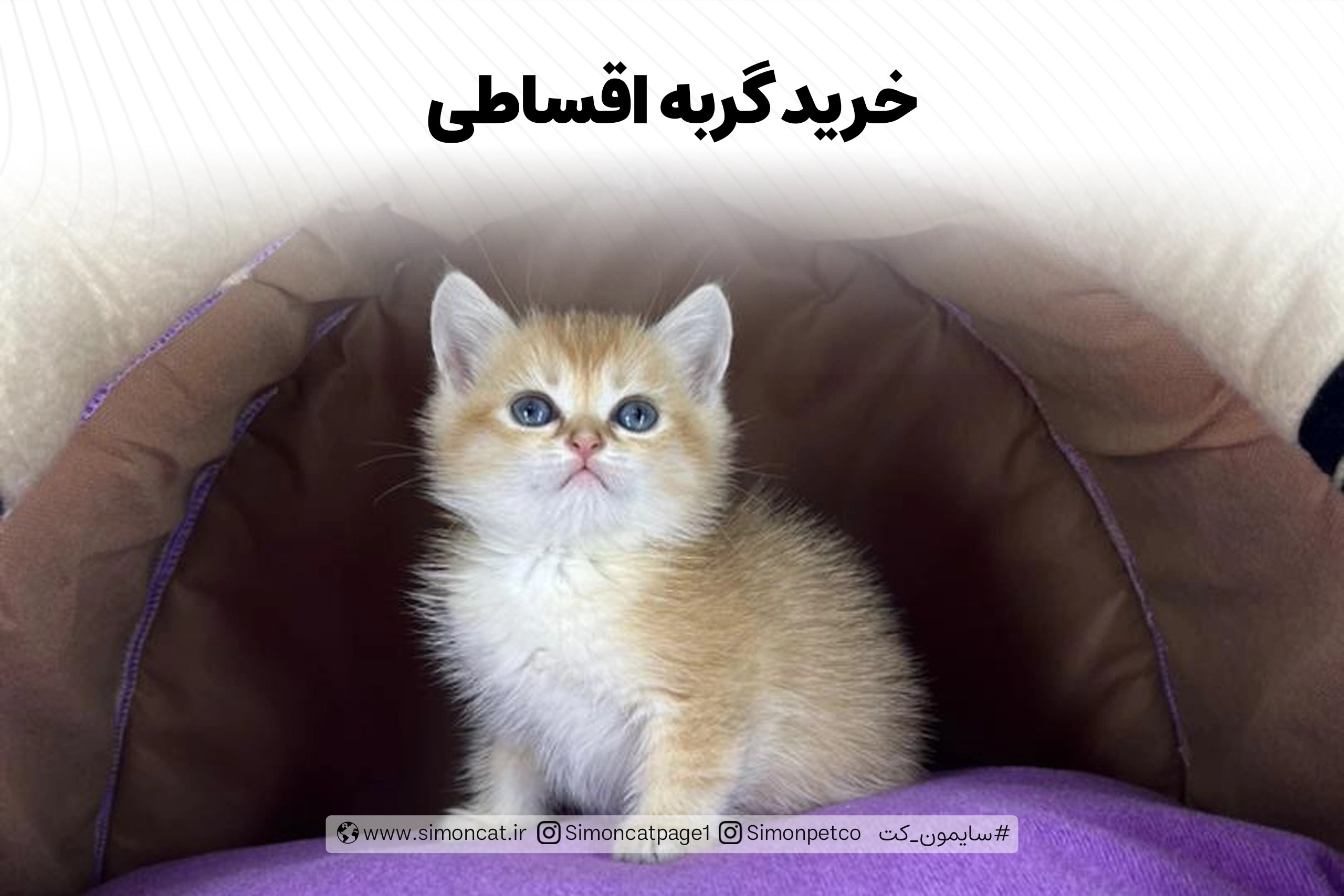 بهترین مرکز خدمات تخصصی گربه در ایران، سایمون کت