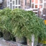 بانویی که مزرعه را کارخانه کرد!