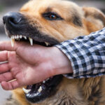 ثبت ۵۵۲ مورد حیوان‌گزیدگی در کاشان؛ افزایش ۶ درصدی نسبت به سال قبل