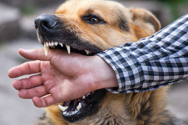 ثبت ۸۳۵ مورد حیوان گزیدگی طی 3ماهه اول سال جاری در شهرستان بندرعباس