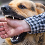 زنگ خطر افزایش موارد حیوان گزیدگی در شهرستان کنگان