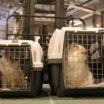 سازمان توسعه تجارت: خبر واردات حیوانات خانگی کذب است