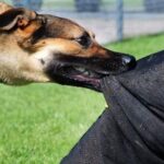 سکوت غیرمسئولانه در برابر زوزه مرگبار سگ‌های ولگرد