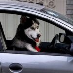 ماجرای واردات قانونی یک کالای ممنوعه!