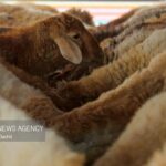 مرز میان دام و انسان؛ خطی که دامپزشکان محافظت می‌کنند