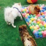 پلمب مهدسگ‌ در تبریز