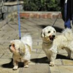 طرح «ساماندهی سگ‌گردانی» در اصفهان اجرا می‌شود