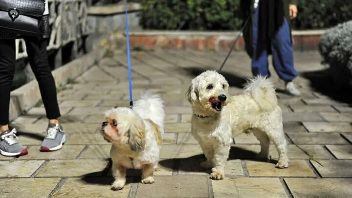 طرح «ساماندهی سگ‌گردانی» در اصفهان اجرا می‌شود