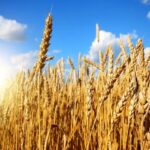 آخرین دستاوردهای پژوهشی و علمی در حوزه کشاورزی استان ایلام