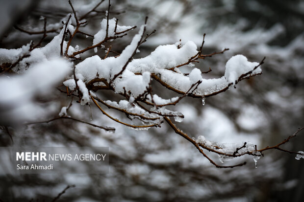 آغاز بارش برف در نیشابور