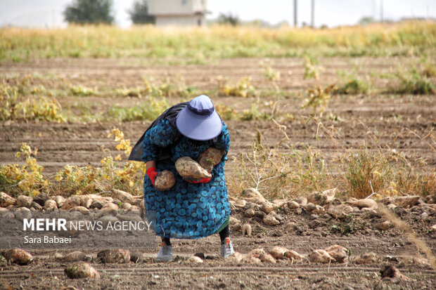 اجرای یکجاکِشتی در بیش از ۱۹ هزار هکتار از اراضی کشاورزی کرمانشاه