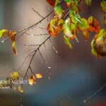 احمدی نژاد: وزش باد شدید و بارش پراکنده در برخی نواحی ایلام حاکم است