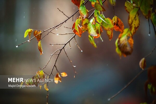 احمدی نژاد: وزش باد شدید و بارش پراکنده در برخی نواحی ایلام حاکم است