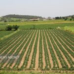 استفاده از سامانه LFP برای ادارات ثبت و جهاد کشاورزی الزامی شد