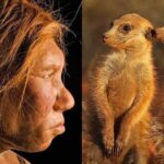 انسان‌ها رتبه چندم را در وفاداری بین پستانداران دارند!