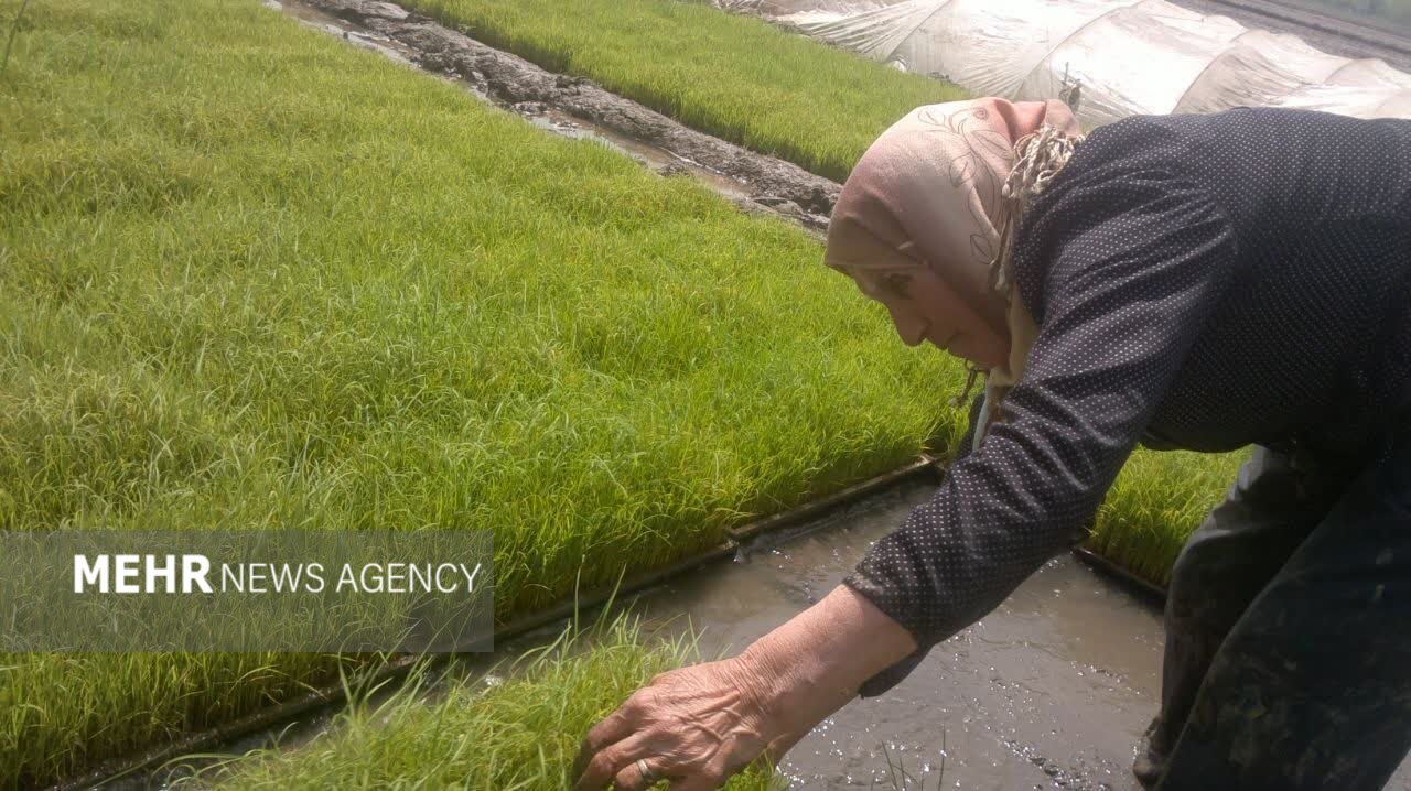 او یک مادر است؛ روایتی از زن گیلانی که قامتش زیر بار زندگی خم نشد او یک مادر است؛ روایتی از زن گیلانی که قامتش زیر بار زندگی خم نشد