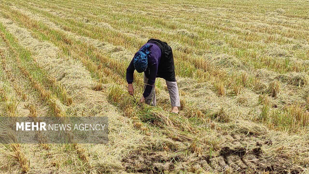 او یک مادر است؛ روایتی از زن گیلانی که قامتش زیر بار زندگی خم نشد او یک مادر است؛ روایتی از زن گیلانی که قامتش زیر بار زندگی خم نشد