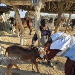 ایزانلو: بیش از ۱۵۰ هزار پایش بیماری‌های دامی در شیروان انجام شد