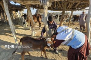 ایزانلو: بیش از ۱۵۰ هزار پایش بیماری‌های دامی در شیروان انجام شد