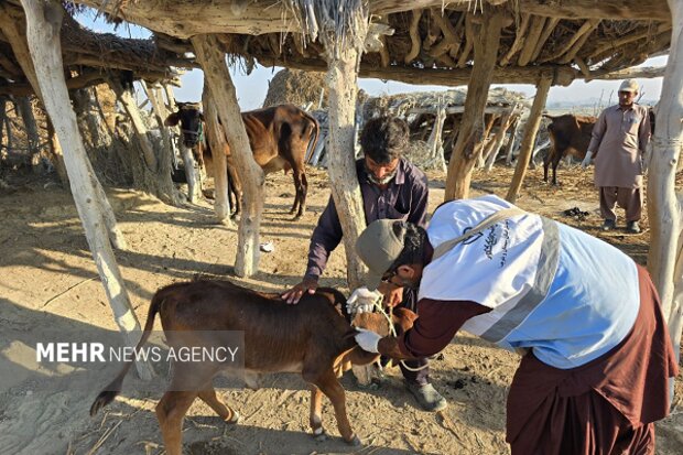 ایزانلو: بیش از ۱۵۰ هزار پایش بیماری‌های دامی در شیروان انجام شد