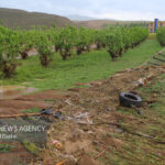 بارش‌های اخیر بیش از ۵ میلیارد تومان به بخش کشاورزی لامرد خسارت زد