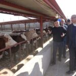 بازدید استاندار کرمانشاه از واحد پرورش دام سنگین نجف‌آباد