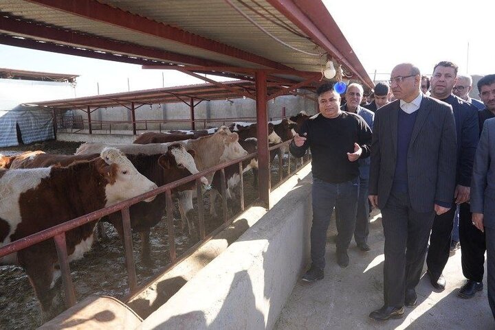 بازدید استاندار کرمانشاه از واحد پرورش دام سنگین نجف‌آباد