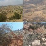 باقری: عامل قطع درختان بلوط در جنگل پلنگ‌خیل بهشهر دستگیر شد