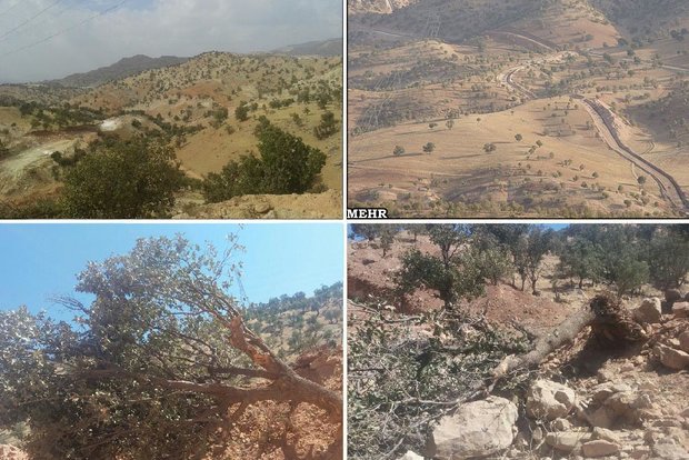 باقری: عامل قطع درختان بلوط در جنگل پلنگ‌خیل بهشهر دستگیر شد