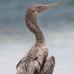 «باکلان» پس از درمان به دره انجیر بازگشت