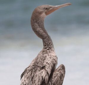 «باکلان» پس از درمان به دره انجیر بازگشت