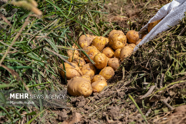 برداشت بیش از ۲۴۶ هزار تن سیب‌زمینی در لرستان