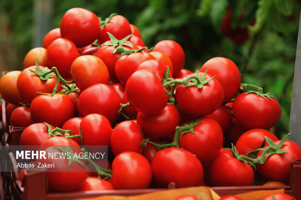 برداشت پاییزی گوجه‌فرنگی در گچساران؛ ۲۴ هزار تن محصول روانه بازار شد