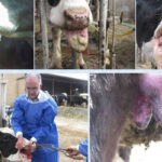 تب برفکی به دامداران اصفهان خسارت زد؛لزوم مرزبندی بهداشتی برای دامداری