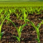 تحقق ۸۶ درصدی پیشرفت فیزیکی الگوی کشت استان قزوین