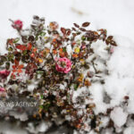 تصاویری از بارش برف در سردشت و قطور در روز چهارشنبه