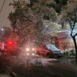 تصاویری از حادثه سقوط درخت در مشهد