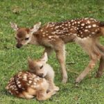 تولد ۶ گوزن زرد ایرانی در پارک‌های ملی کرخه و دز