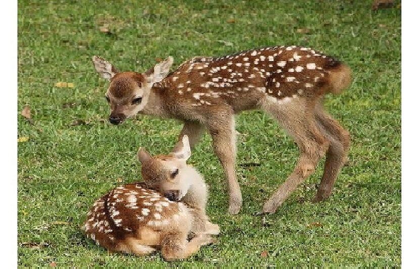 تولد ۶ گوزن زرد ایرانی در پارک‌های ملی کرخه و دز