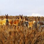 ثبت تصاویری از ببر تا گرگ در منطقه حفاظت‌شده بهرام‌گور فارس