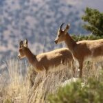 جمعیت حیات وحش اصفهان با وجود خشکسالی پایدار ماند